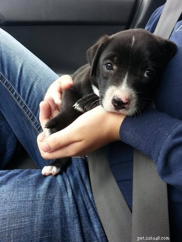 18 cani adottati che tornano a casa per la prima volta