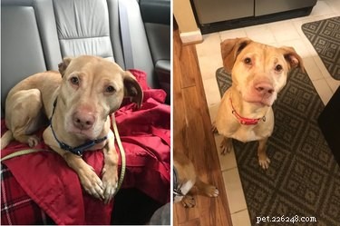 18 geadopteerde honden die voor het eerst thuiskomen