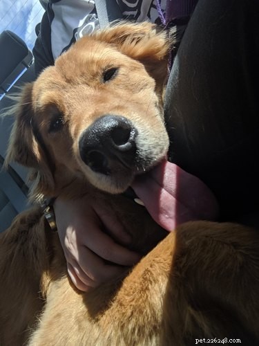 18 adopterade hundar som kommer hem för första gången
