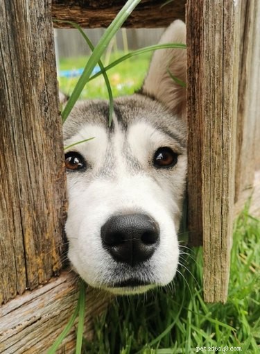 26 chiens qui vous regardent à travers les clôtures