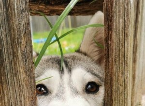 26 cani che ti sbirciano attraverso i recinti