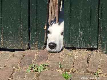 26 cães espiando você através de cercas
