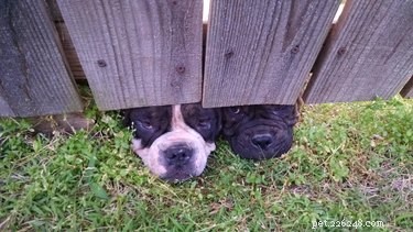 26 hundar som kikar på dig genom staket