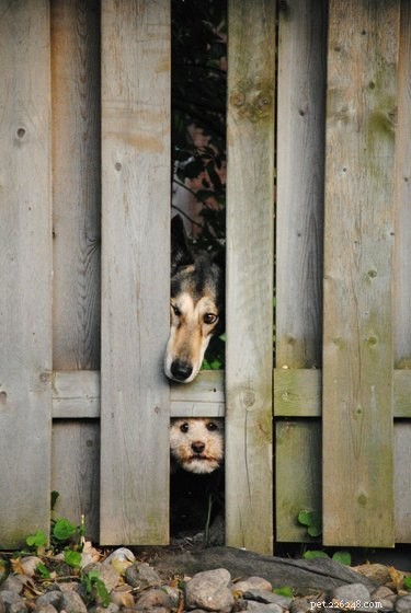 26 cães espiando você através de cercas