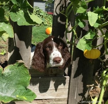 26 psů, kteří na vás pokukují přes ploty