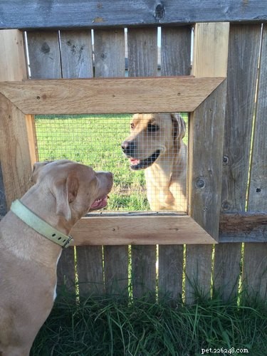 26 hundar som kikar på dig genom staket