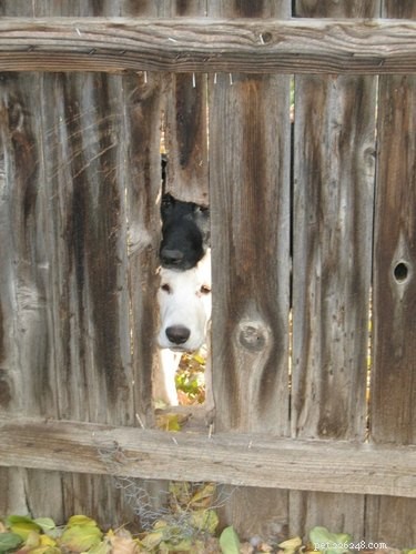 26 собак подглядывают за вами через забор