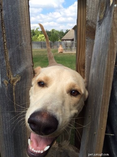 26 chiens qui vous regardent à travers les clôtures