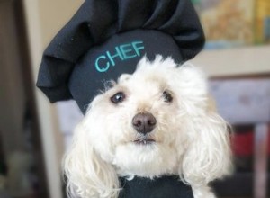 16 cães que são na verdade chefs profissionais