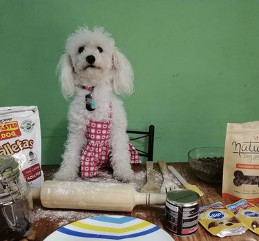 16 honden die eigenlijk professionele koks zijn