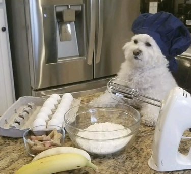 16 hundar som faktiskt är professionella kockar