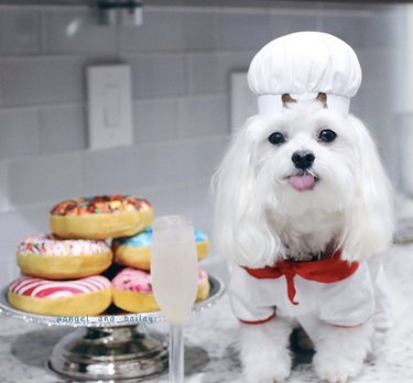 16 hundar som faktiskt är professionella kockar