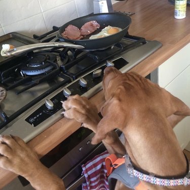 16 honden die eigenlijk professionele koks zijn