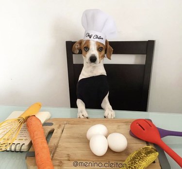 16 psů, kteří jsou ve skutečnosti profesionální kuchaři
