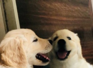 17 cães descobrindo espelhos pela primeira vez