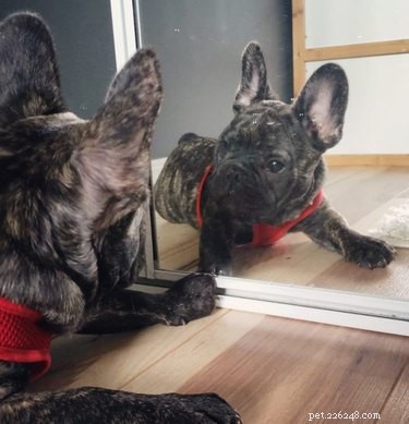 17 honden die voor het eerst spiegels ontdekken