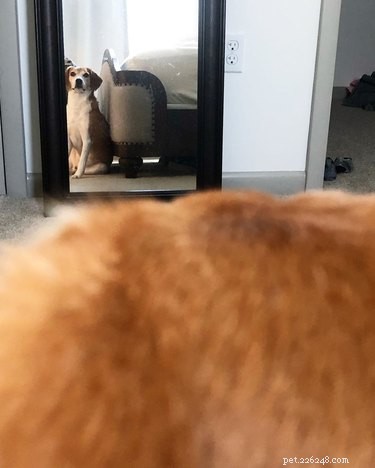 17 chiens découvrant des miroirs pour la première fois