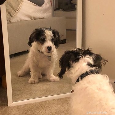 初めて鏡を発見する17匹の犬 