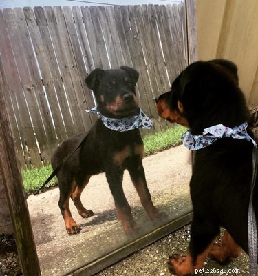 初めて鏡を発見する17匹の犬 