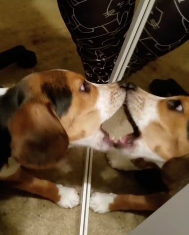 17 собак впервые открывают зеркала