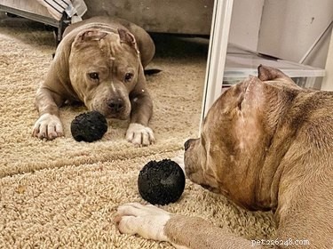 17 cani che scoprono gli specchi per la prima volta