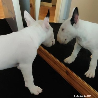 17 psů poprvé objevilo zrcadla