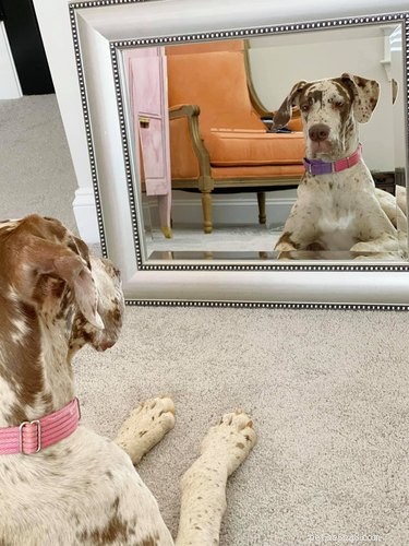 17 hundar som upptäcker speglar för första gången