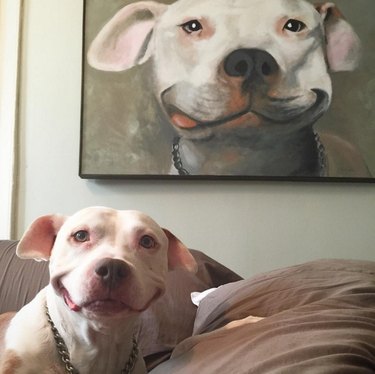 18 foto s van honden die je gegarandeerd aan het lachen maken