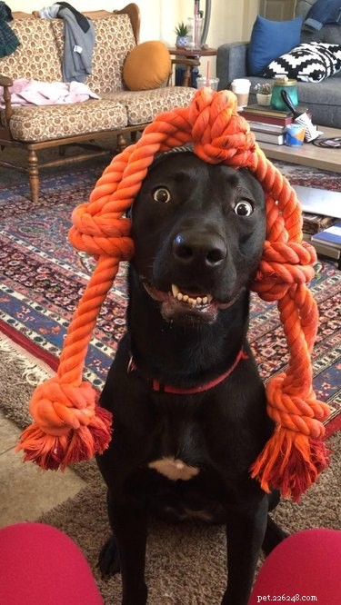 18 фотографий собак, которые гарантированно заставят вас смеяться