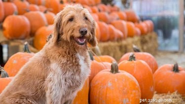 15 honden die zo enthousiast zijn over de herfst
