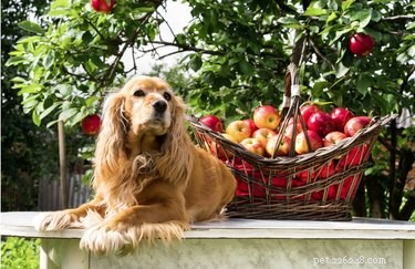 15 hundar som är så exalterade inför hösten
