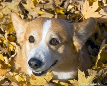 秋に大興奮の15匹の犬 