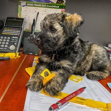 18 Office Dogs Hard at Work Officing
