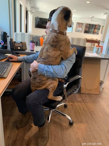 18 chiens de bureau travaillant dur au bureau