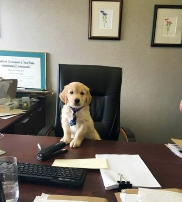18 офисных собак усердно работают 