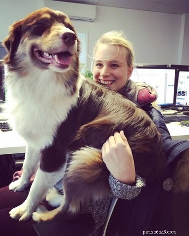 18 cães de escritório trabalhando duro no escritório