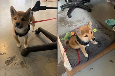 18 chiens de bureau travaillant dur au bureau