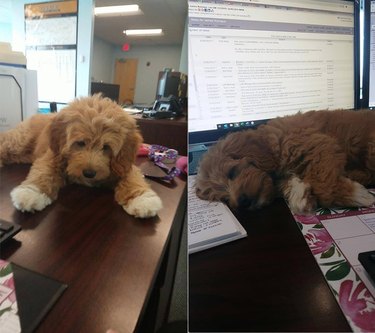 18 kontorshundar som jobbar hårt Betjäning