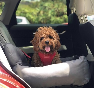19 chiens profitant d une promenade dans leur siège d auto