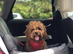 19 cães desfrutando de um passeio em seus assentos de carro