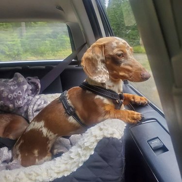 19 hundar som njuter av en tur i sina bilbarnstolar