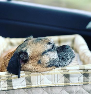 19 honden die genieten van een ritje in hun autostoeltje