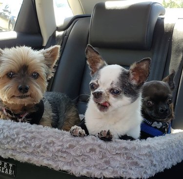 19 cães desfrutando de um passeio em seus assentos de carro