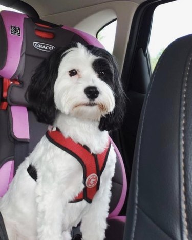 19 cani che si divertono a fare un giro nei loro seggiolini per auto