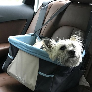 19 psů, kteří si užívají jízdu v autosedačkách