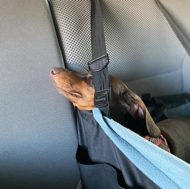 19 cani che si divertono a fare un giro nei loro seggiolini per auto