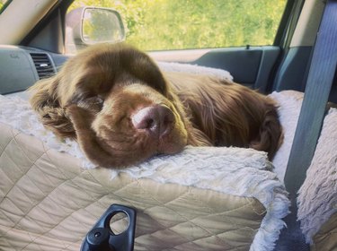19 psů, kteří si užívají jízdu v autosedačkách