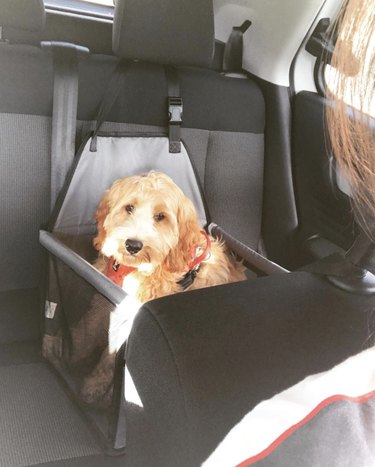 19 hundar som njuter av en tur i sina bilbarnstolar