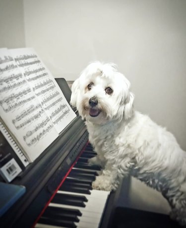 17 cani che suonano il piano per illuminare la tua settimana