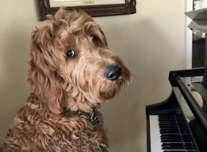 17 honden die piano spelen om je week op te fleuren